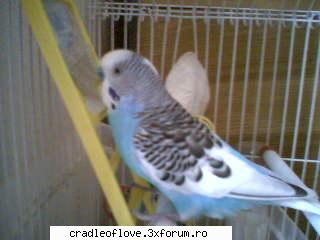 papagalul meu in timp ce se uita in oglinda :rotfl: your pet